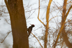 Black woodpecker, Dryocopus martius Black woodpecker, Dryocopus martius